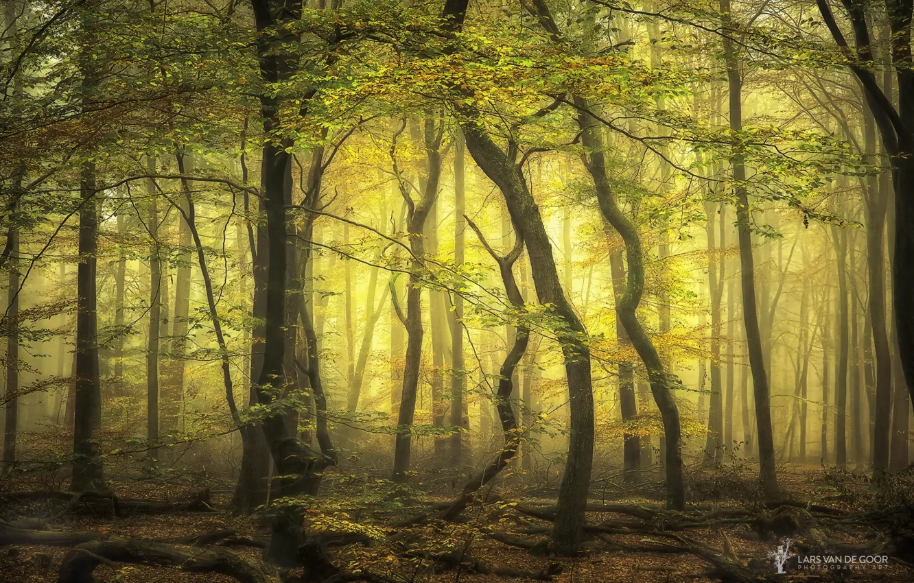 Photo wallpaper forest, trees, branches, fog, Netherlands, Lars van de Goor