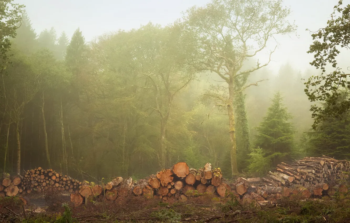 Photo wallpaper forest, fog, wood
