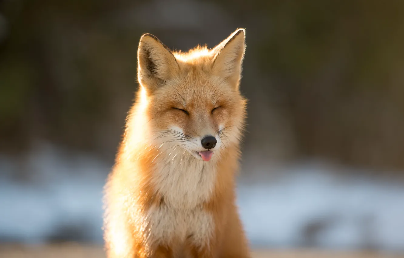 Photo wallpaper language, animal, Fox