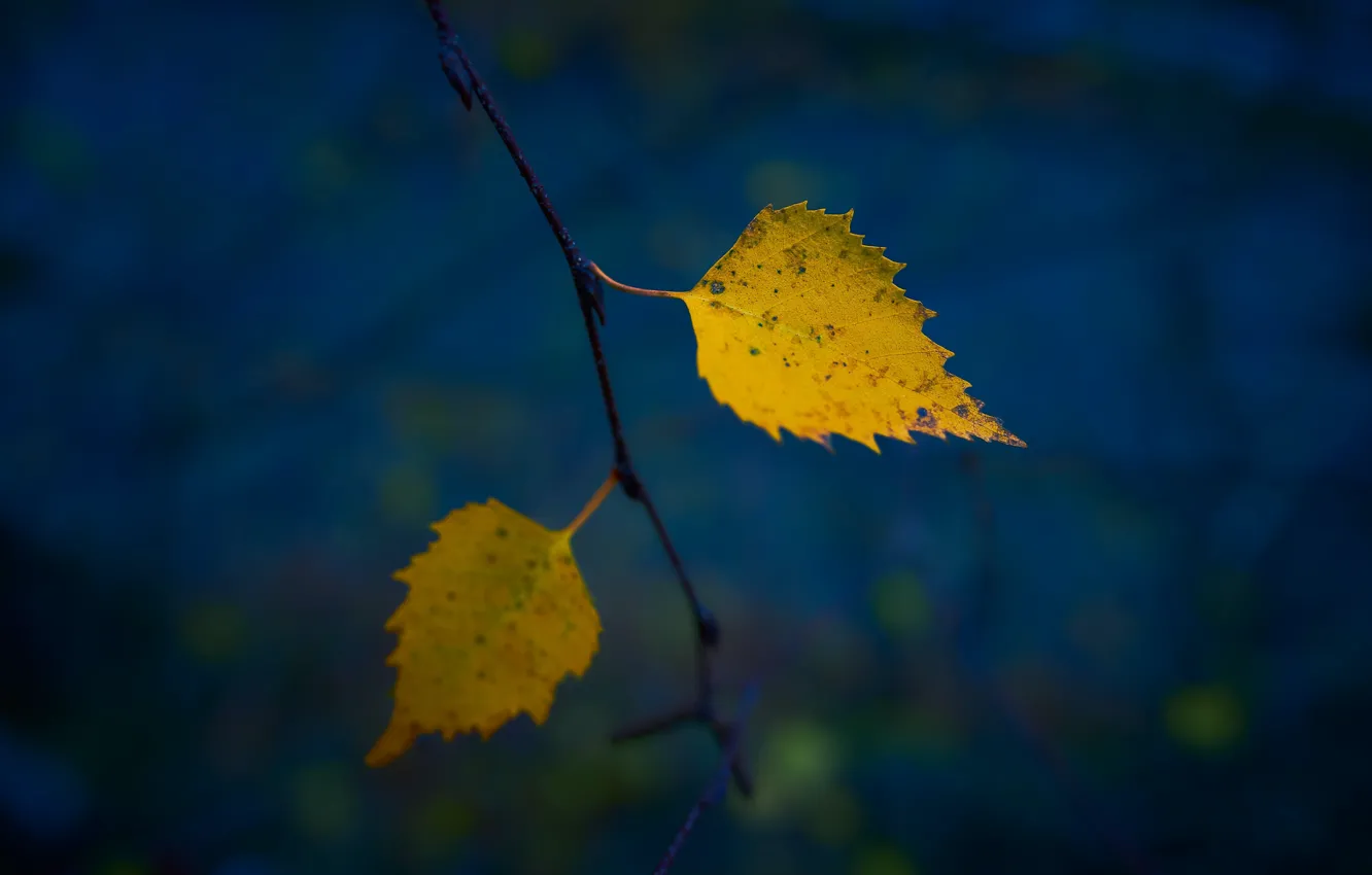 Photo wallpaper autumn, leaves, the dark background, branch, yellow, two, blue background, autumn leaves