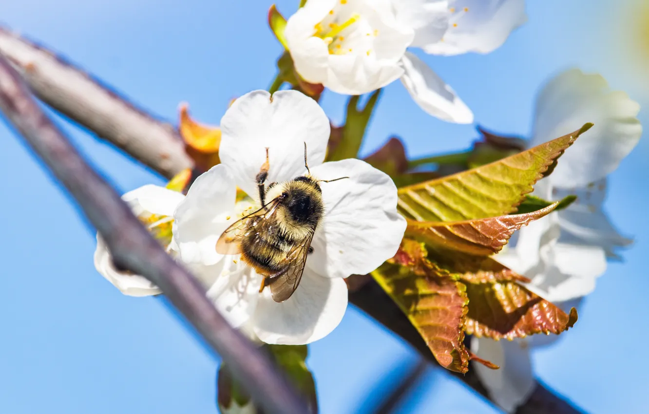 Photo wallpaper macro, flowers, bee, spring, insect, flowering