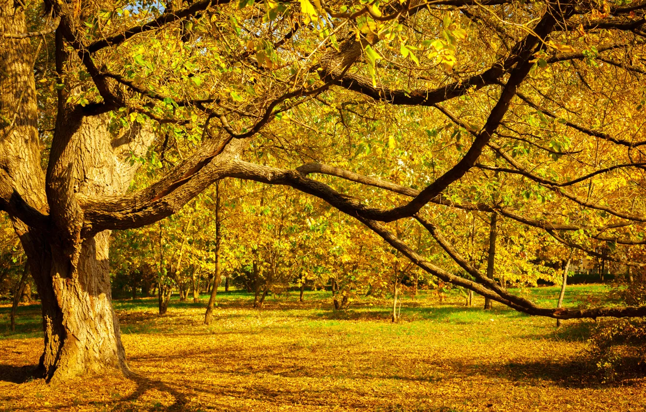 Photo wallpaper autumn, leaves, trees, bridge, Park, forest, nature, yellow