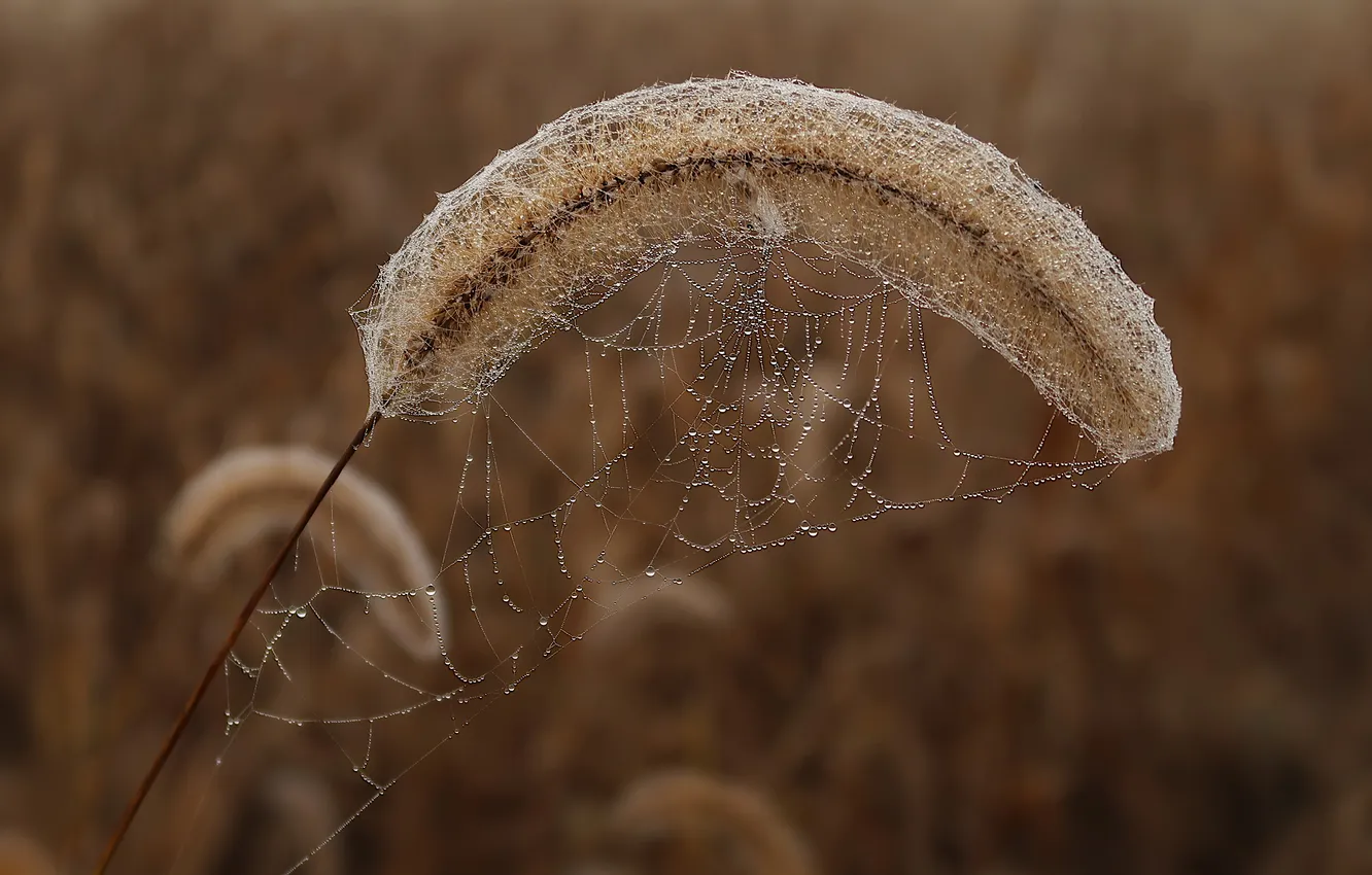 Photo wallpaper morning, dry grass, web, Rosa, autumn