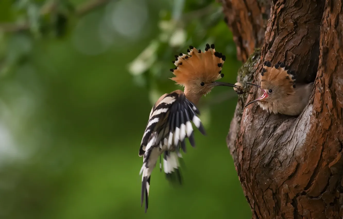 Photo wallpaper trees, nature, bird, hoopoe, double