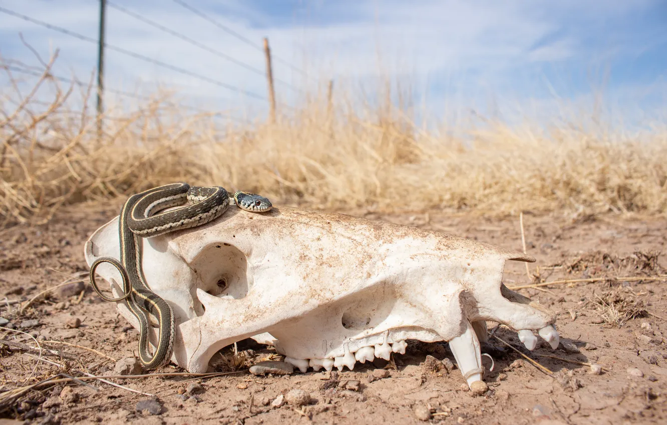 Photo wallpaper desert, skull, snake