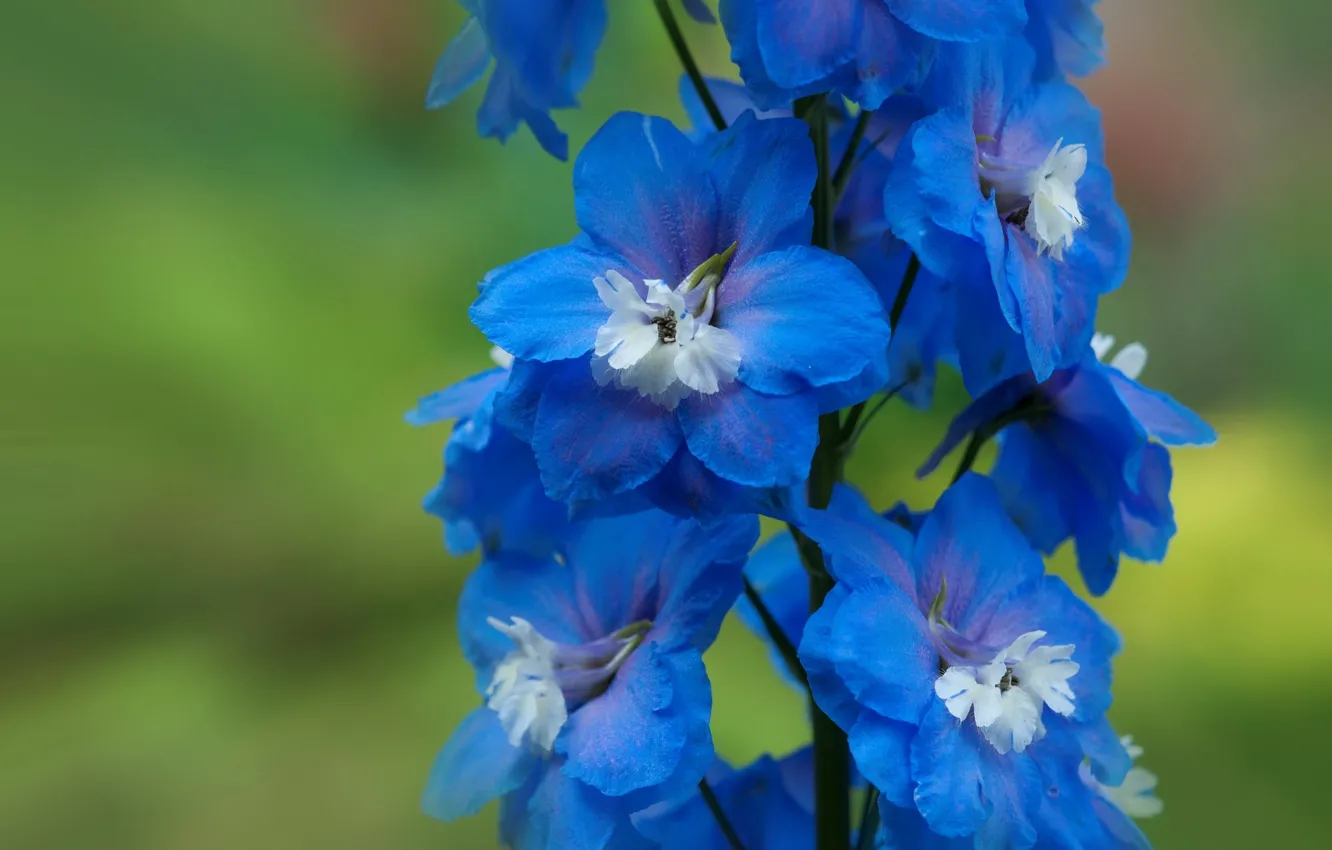 Photo wallpaper macro, blue, delphinium