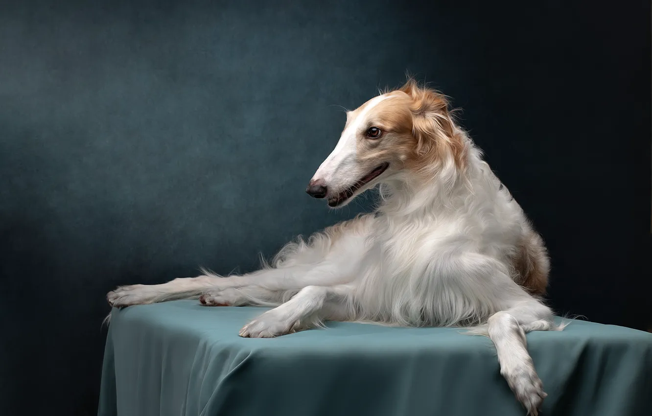 Photo wallpaper dog, Studio, Greyhound