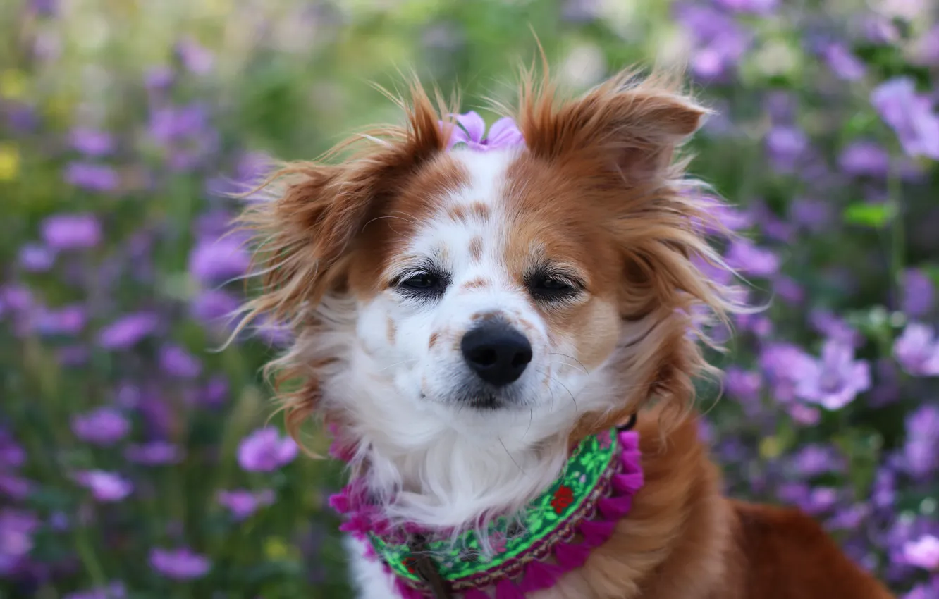 Photo wallpaper look, flowers, dog, garden, hairstyle, collar, red, face