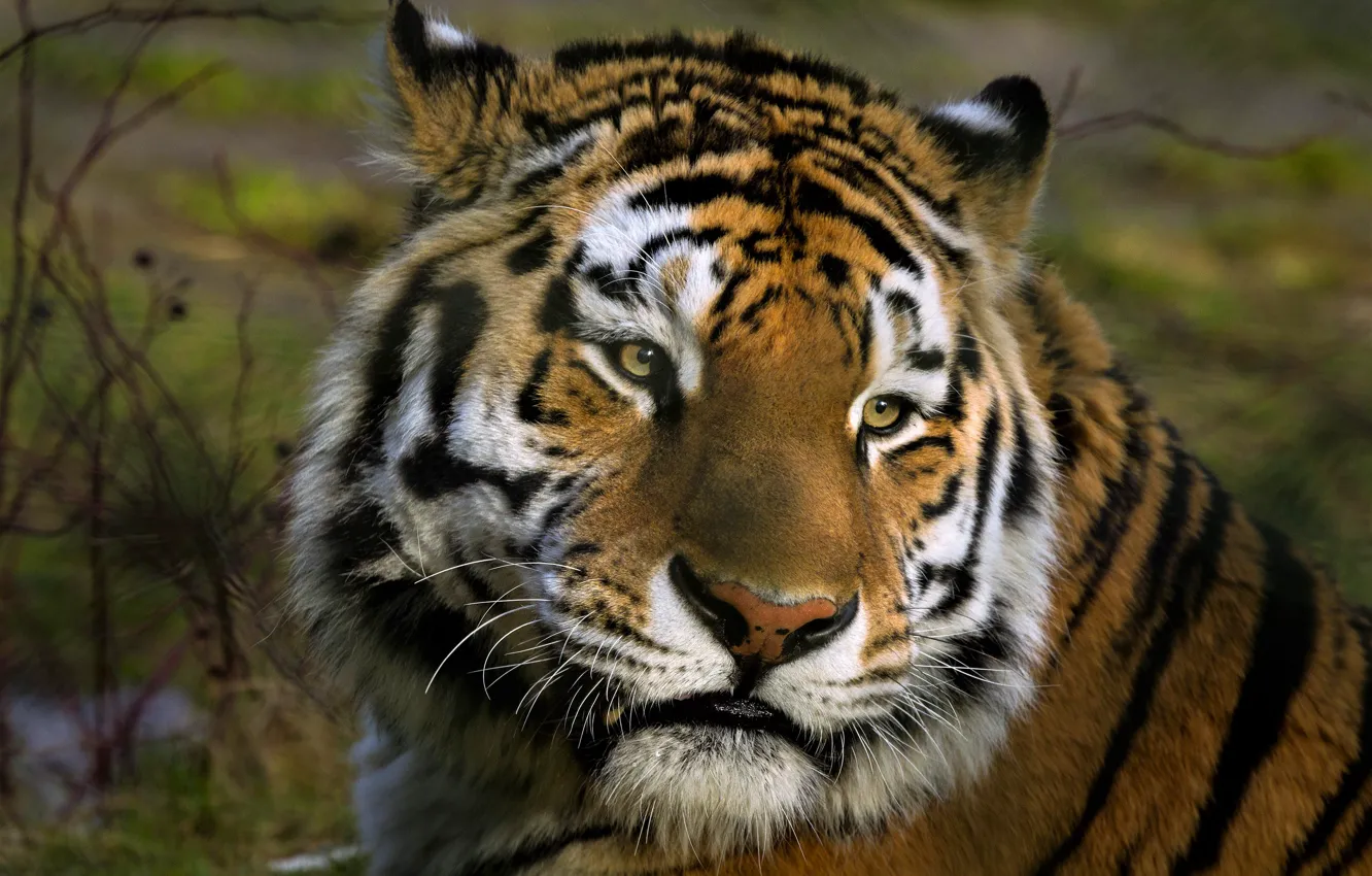 Photo wallpaper look, face, tiger, portrait