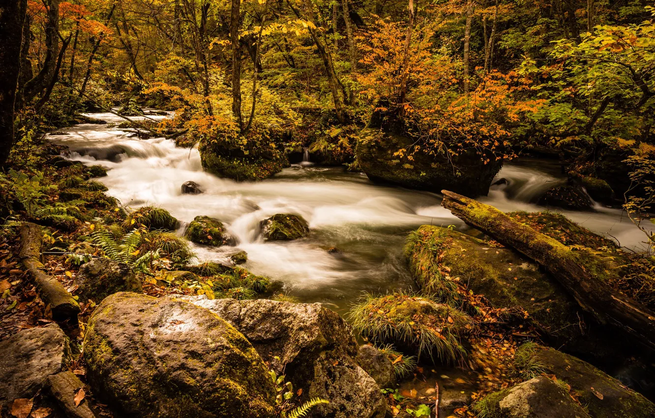 Photo wallpaper autumn, forest, leaves, water, trees, landscape, orange, branches
