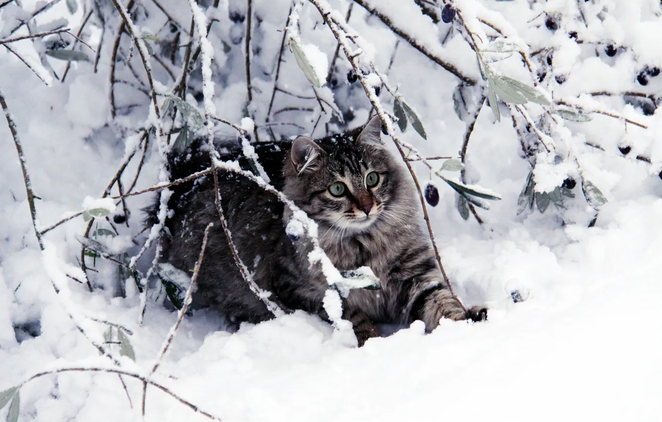 Photo wallpaper winter, cat, cat, look, leaves, snow, branches, nature