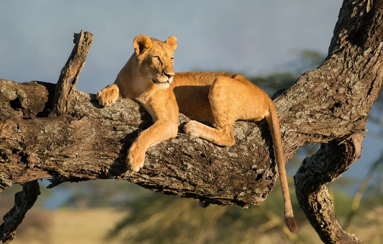 Photo wallpaper trees, predator, lioness