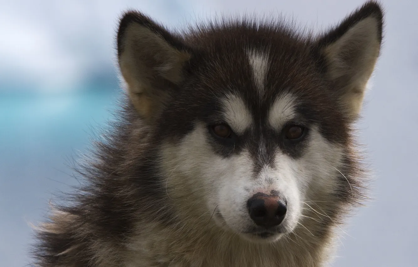 Photo wallpaper face, each, dog, dog