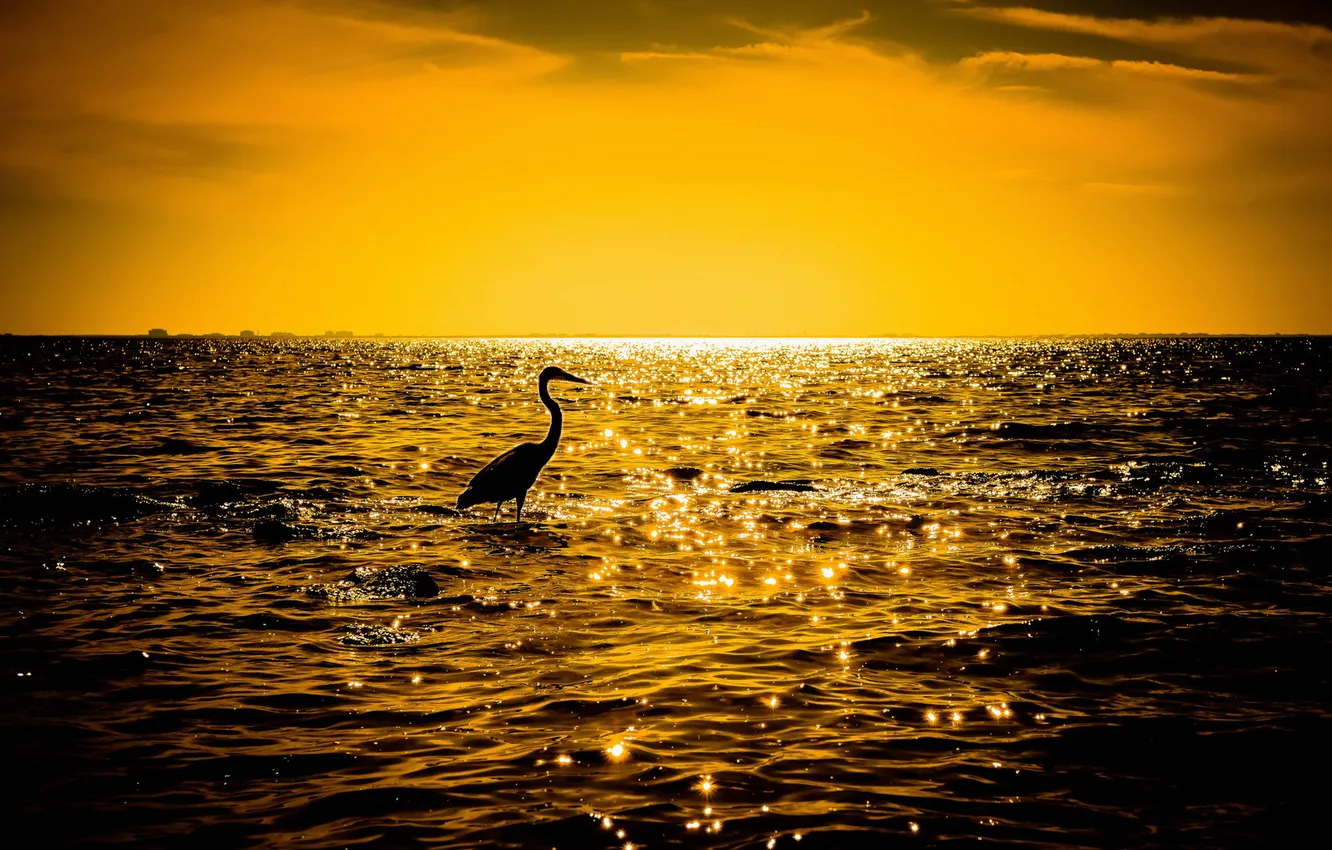 Photo wallpaper sea, night, bird