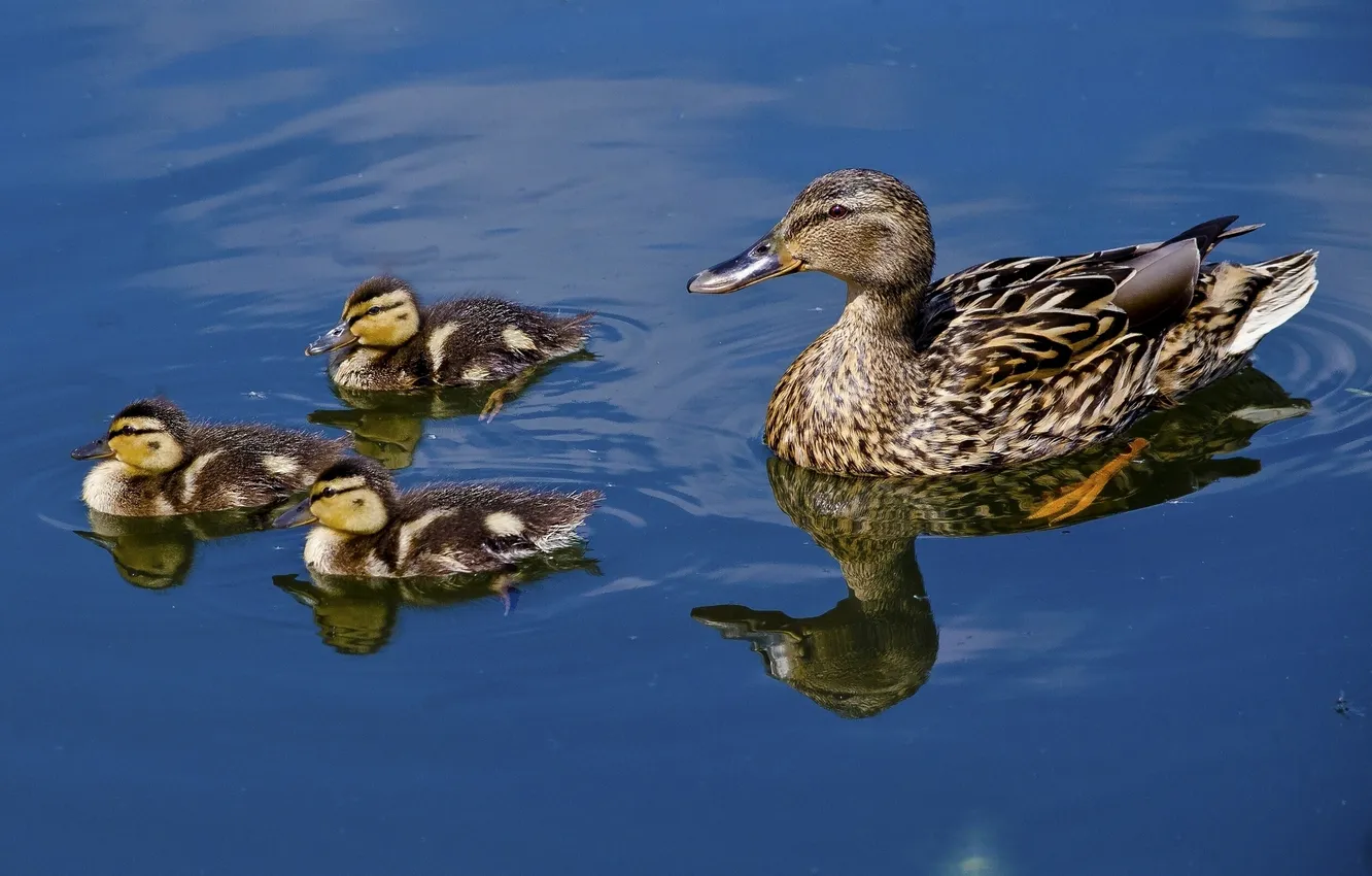 Photo wallpaper water, reflection, ducklings, duck, Chicks