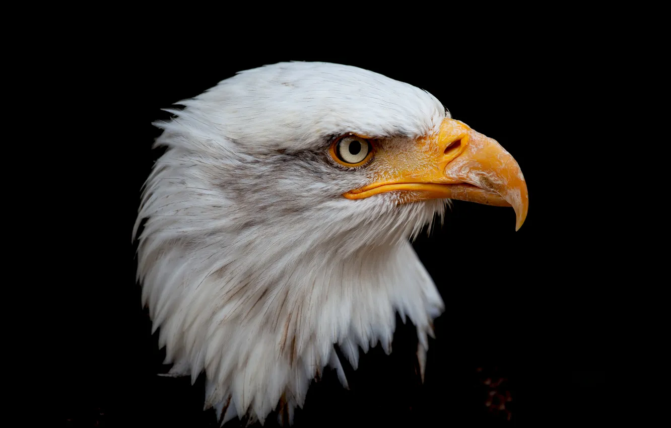 Photo wallpaper Raptor, animals, Bird of Prey, black background, bald eagle, National bird
