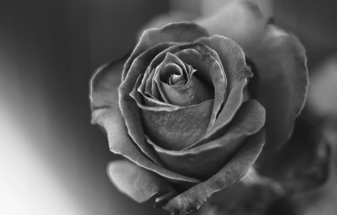 Photo wallpaper roses, blur, black and white photo