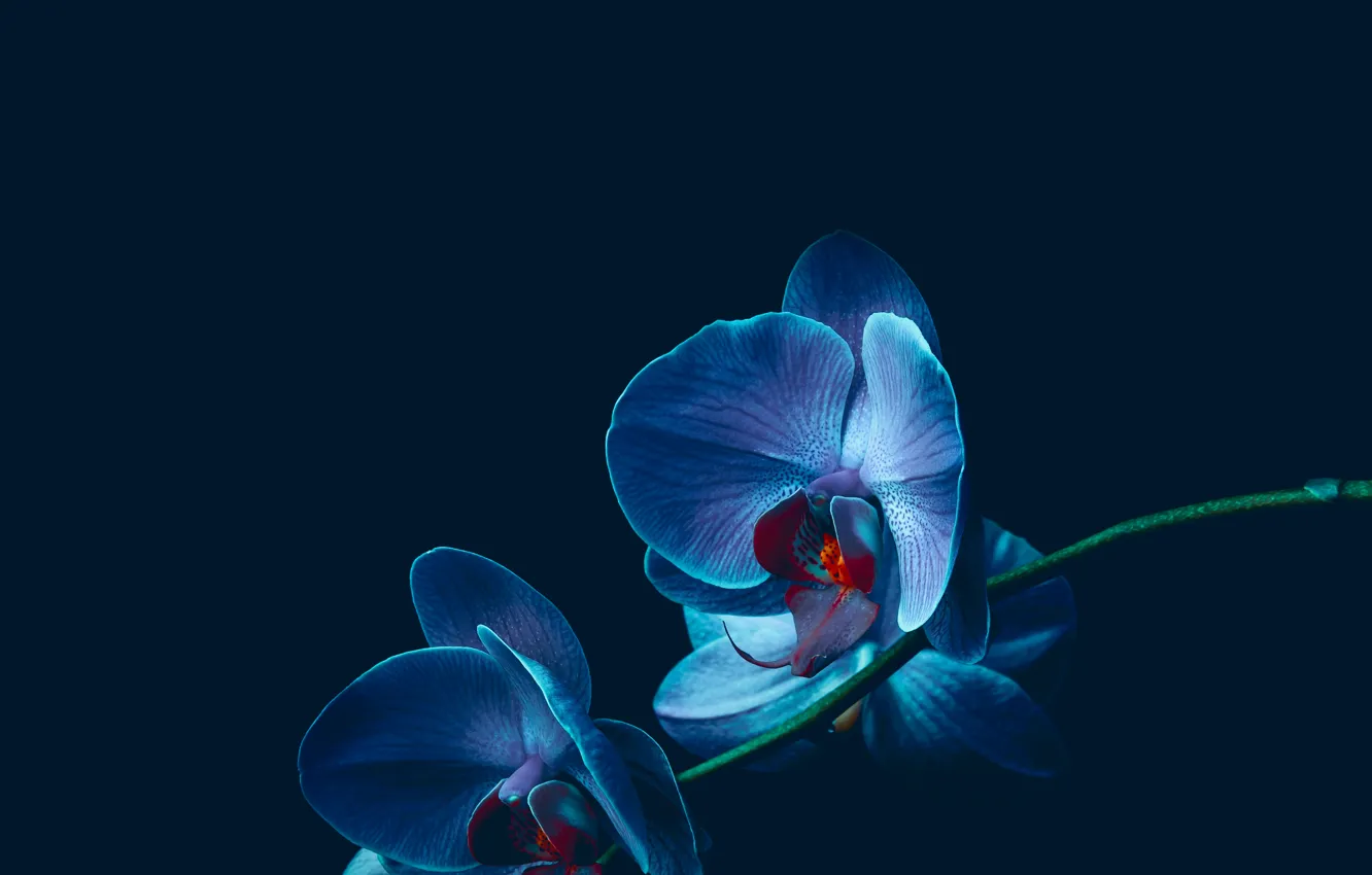 Photo wallpaper flowers, blue, black background