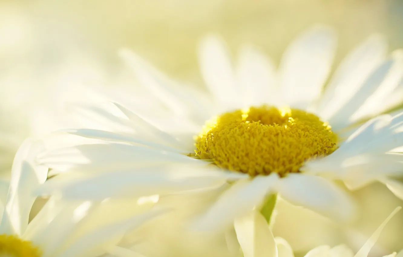 Photo wallpaper white, flowers, background, chamomile