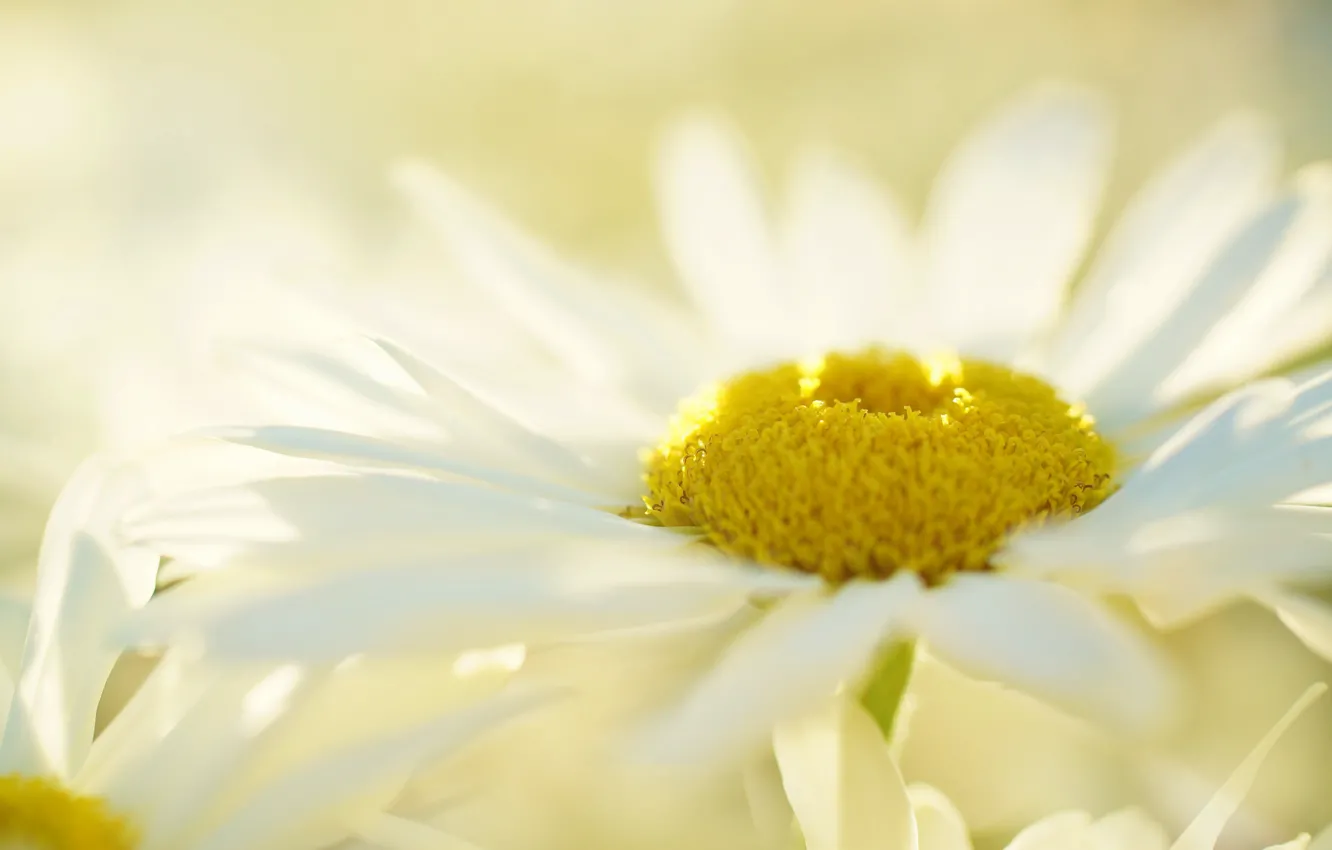 Photo wallpaper flower, background, Daisy, white