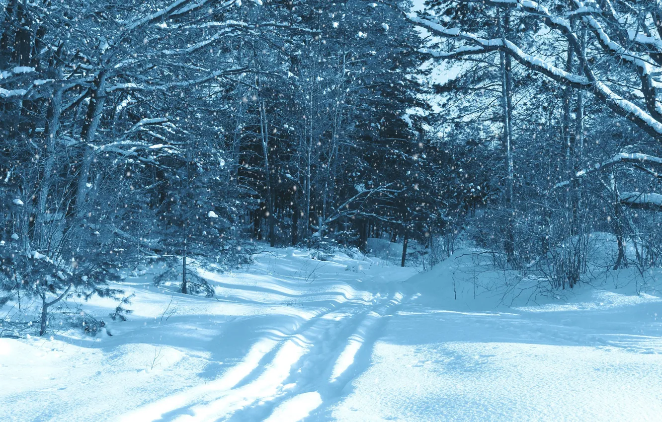 Photo wallpaper snow, trees, trail