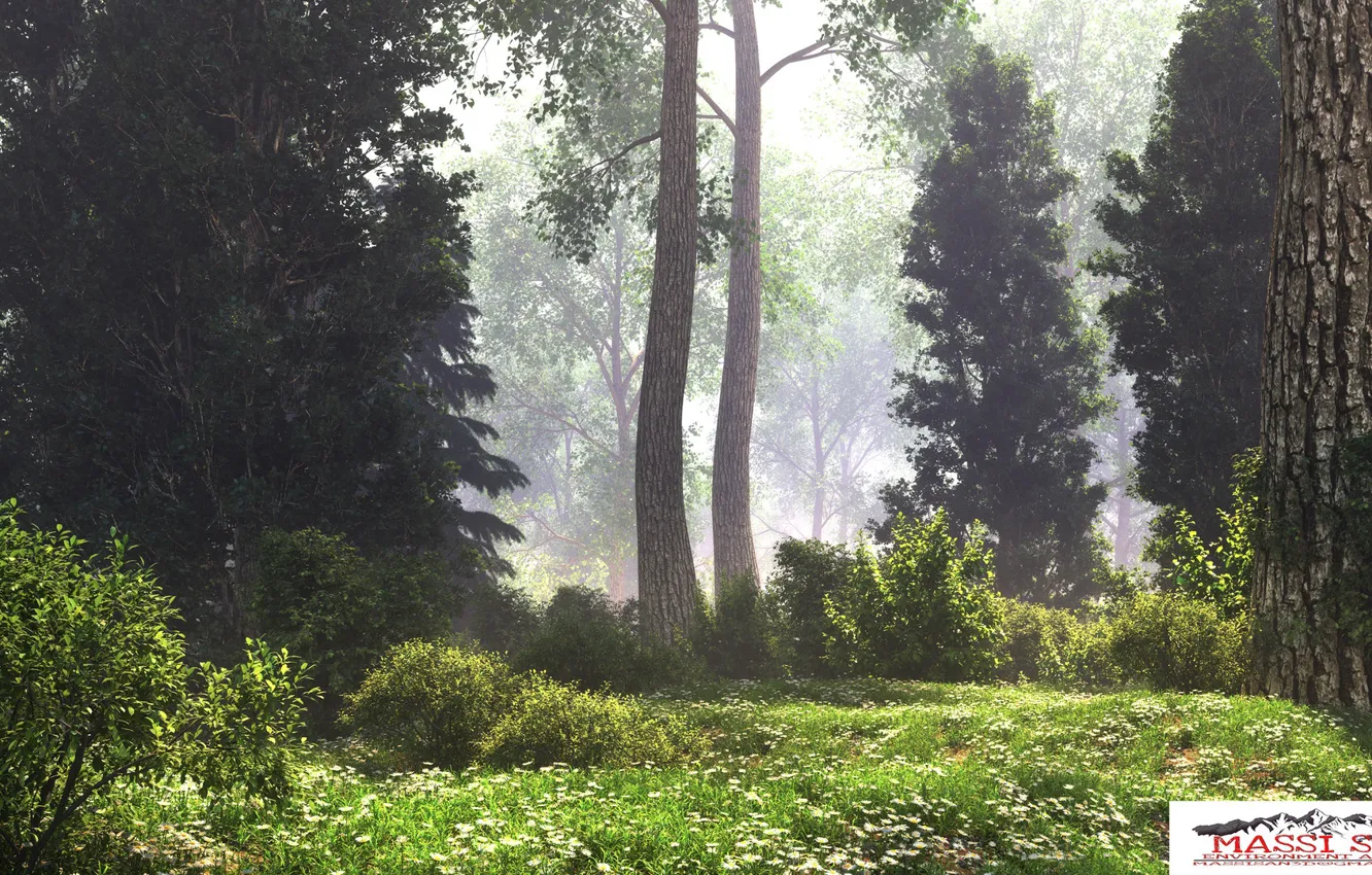 Photo wallpaper forest, trunks, vegetation, haze, foggy clearing