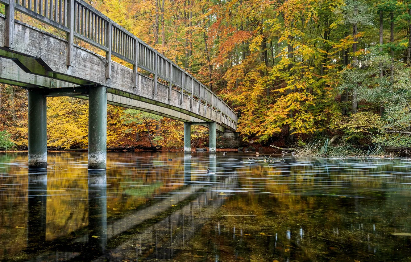 Photo wallpaper autumn, forest, trees, bridge, Park, river, Germany, Schwentine