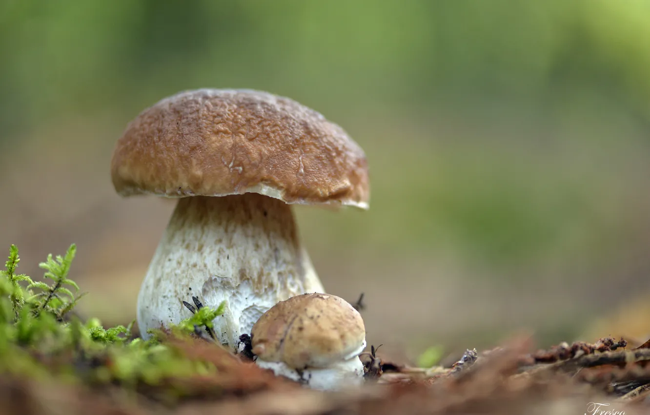 Photo wallpaper white, mushrooms, handsome, Borovik