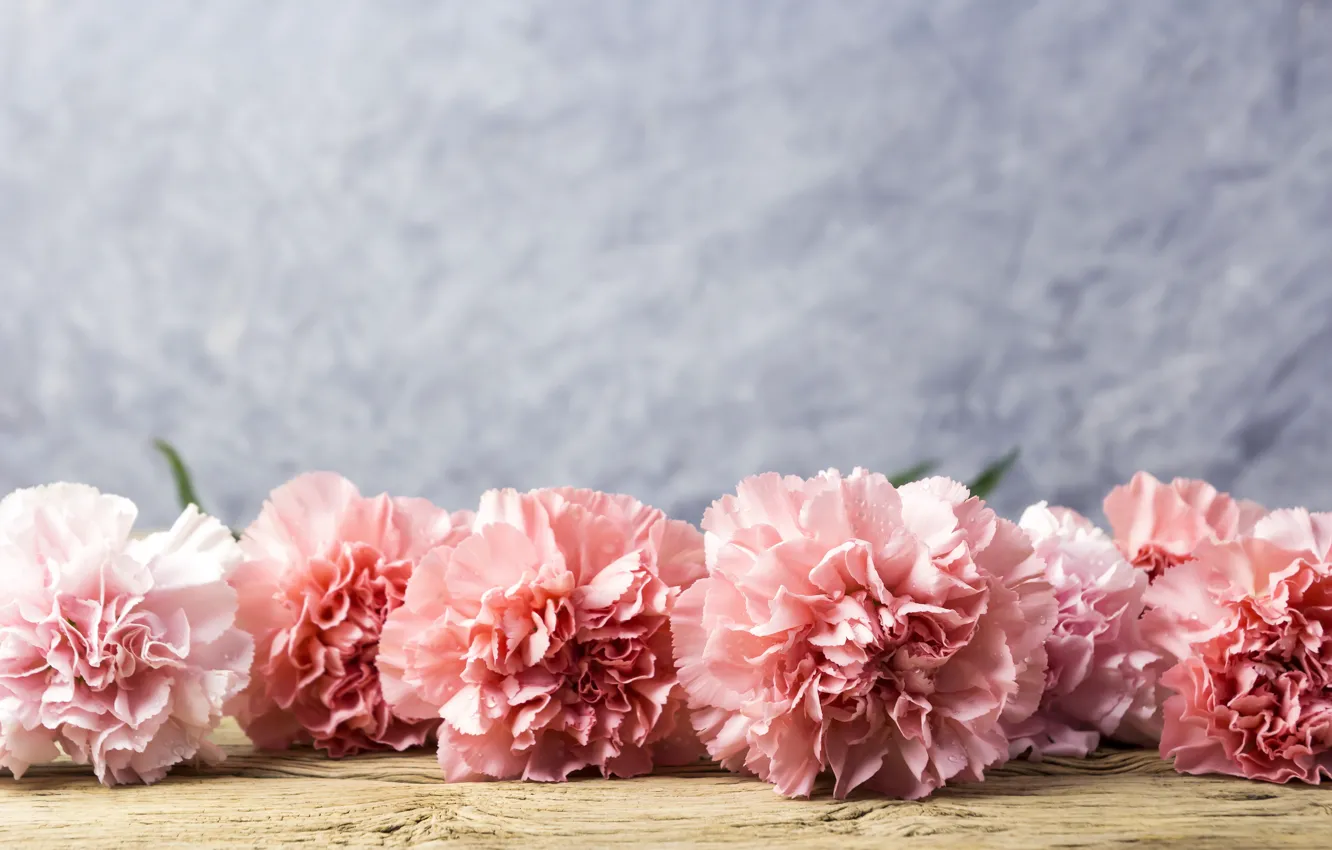 Photo wallpaper flowers, petals, pink, wood, pink, flowers, beautiful, clove