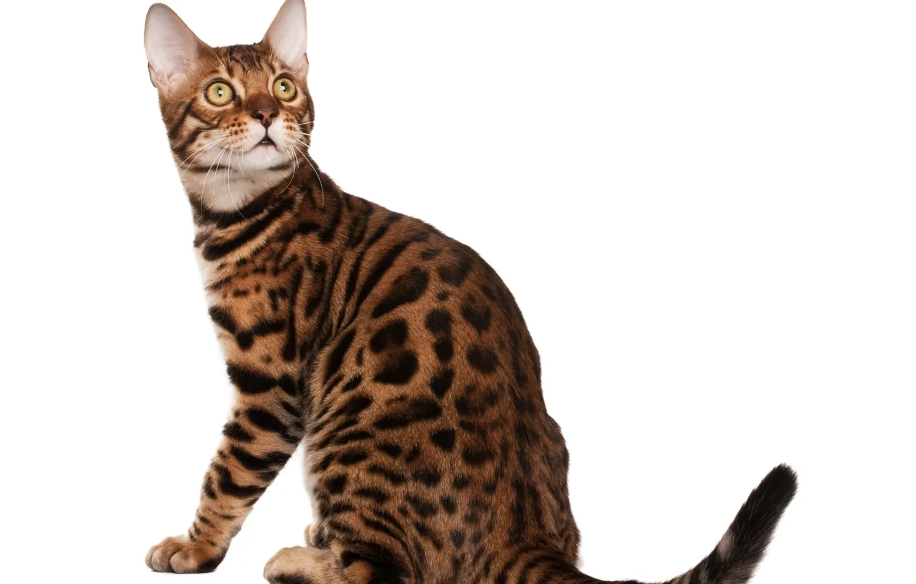 Photo wallpaper cat, cat, white background, Bengal