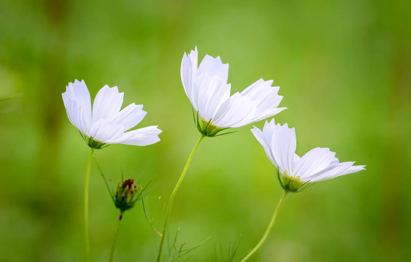 Photo wallpaper nature, petals, stem, kosmeya