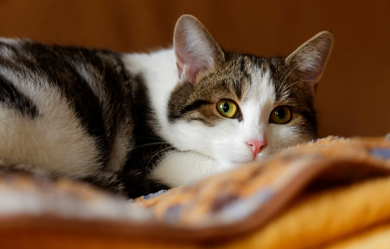 Photo wallpaper cat, cat, look, face, background, portrait, lies, blanket
