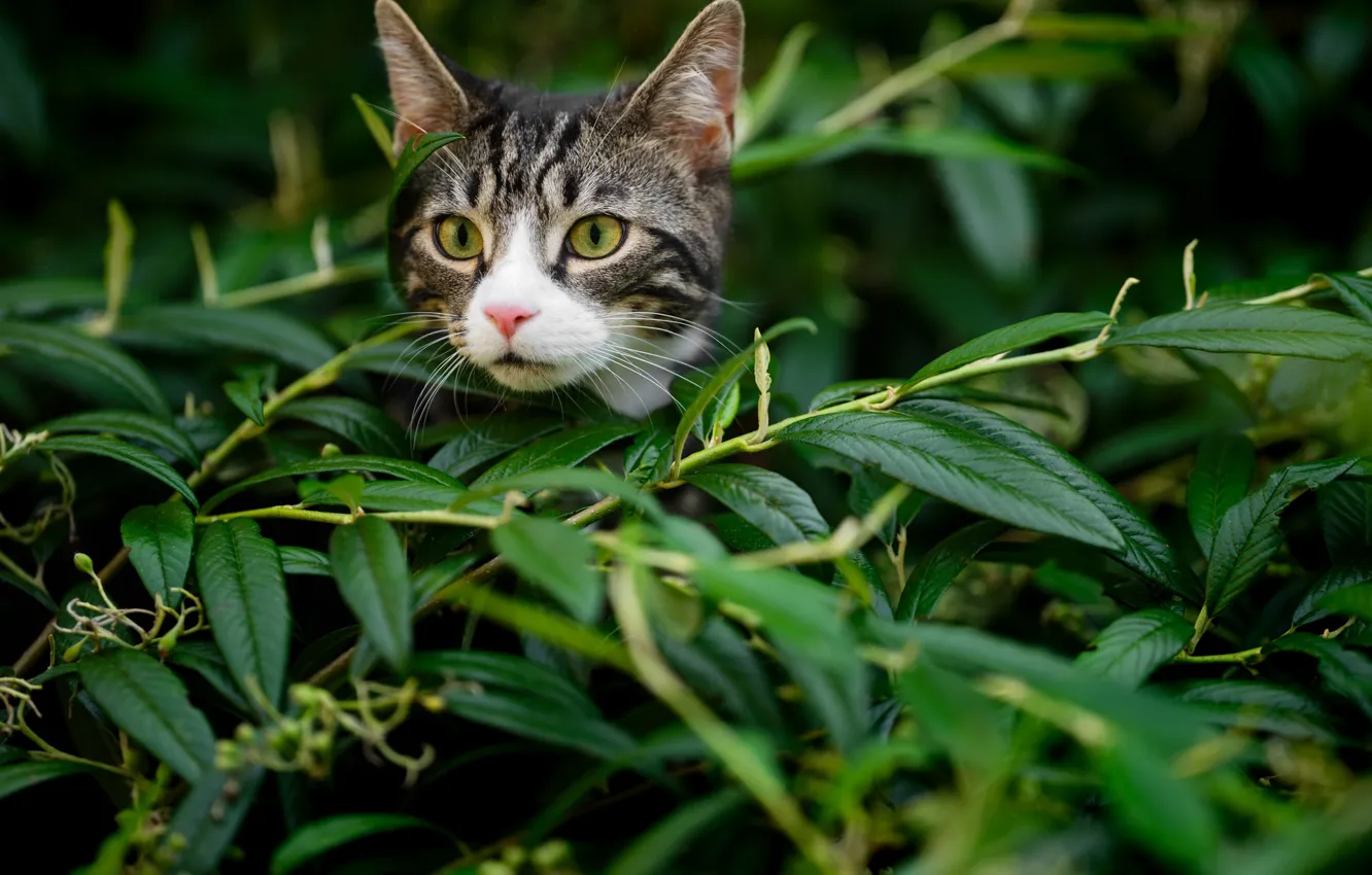 Photo wallpaper cat, look, leaves, branches, muzzle, kitty