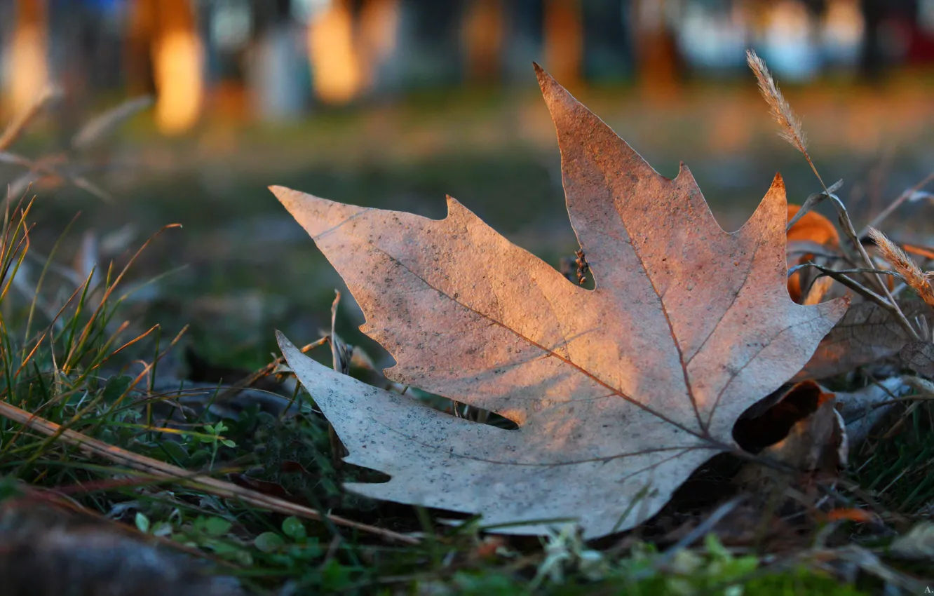 Photo wallpaper autumn, leaves, close-up, heat