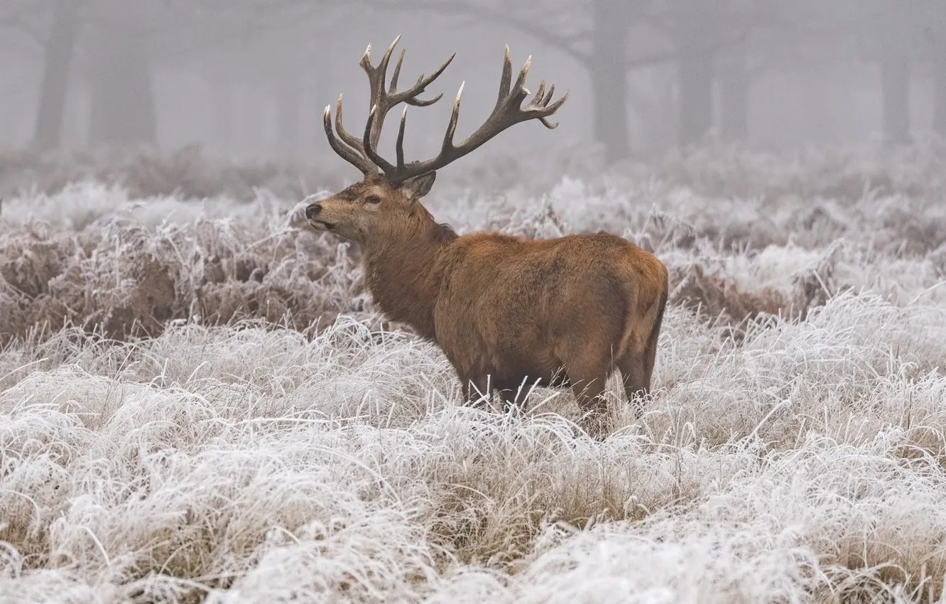 Photo wallpaper winter, frost, grass, snow, nature, animal, deer