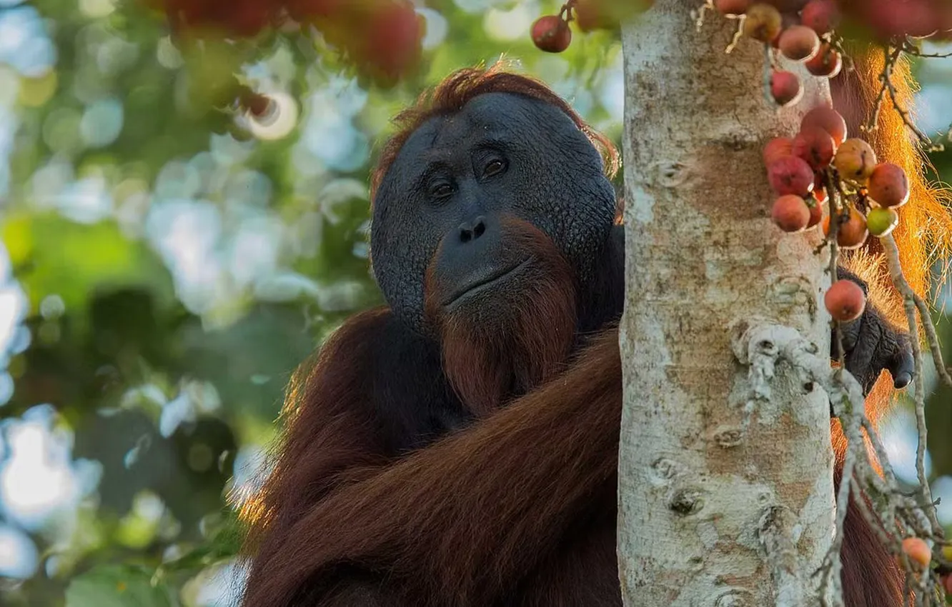 Photo wallpaper trees, fruiting, eaten, Orangutans