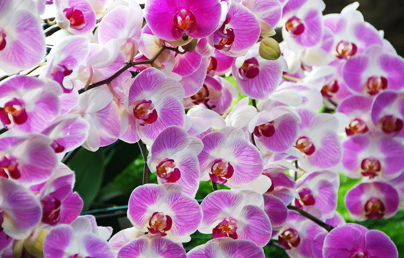 Photo wallpaper branches, nature, Wallpaper, petals, Orchid