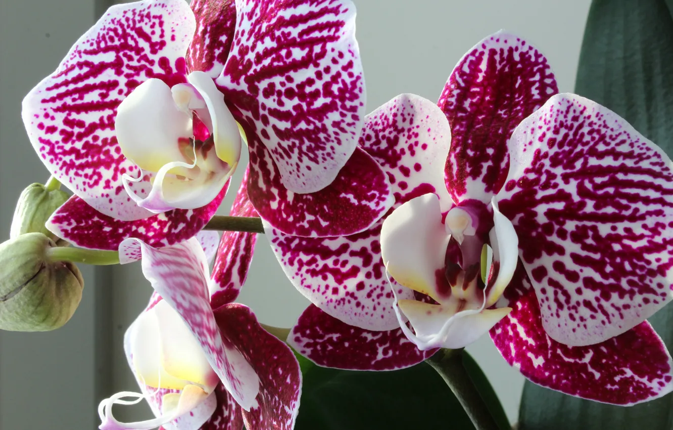 Photo wallpaper flowers, pink, orchids