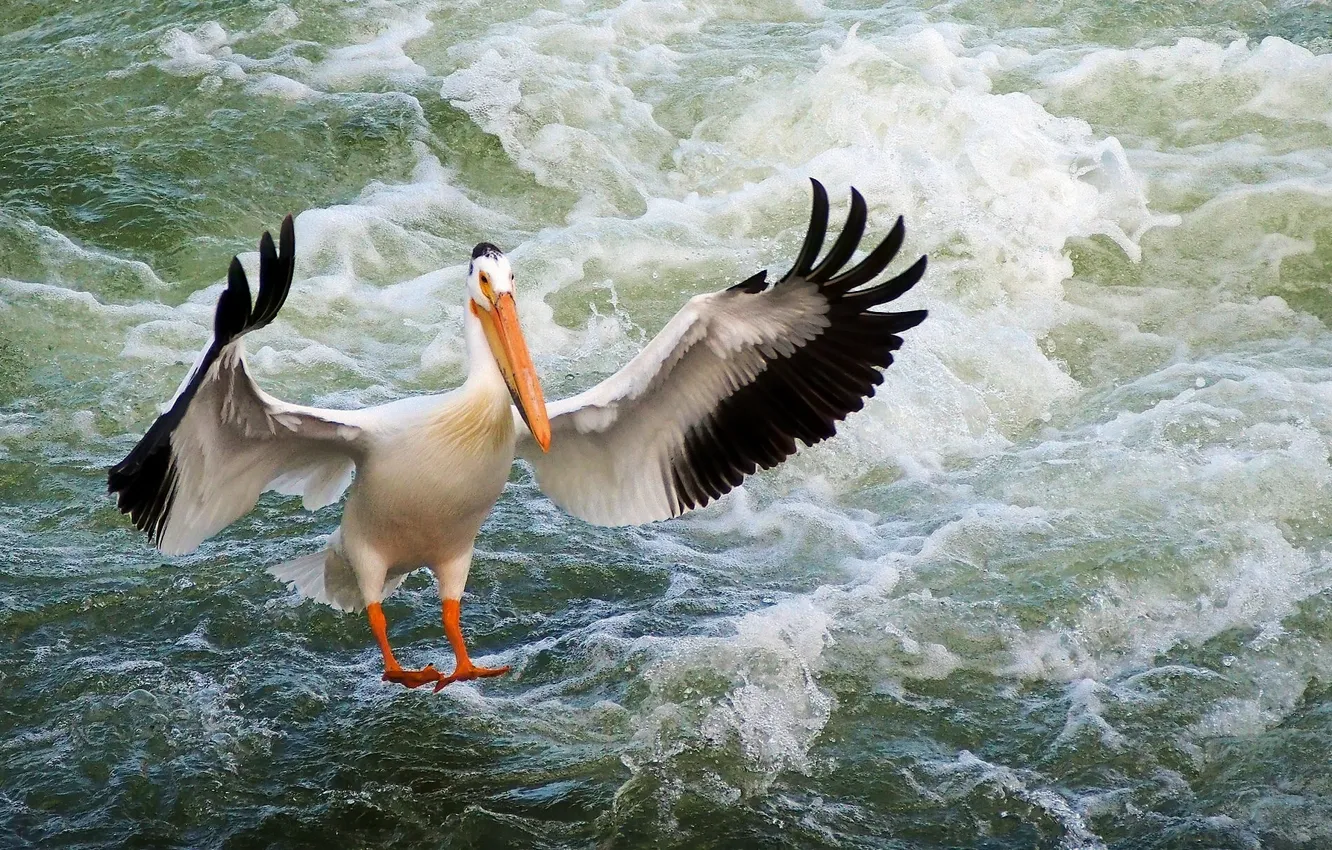 Photo wallpaper water, bird, wings, Pelican