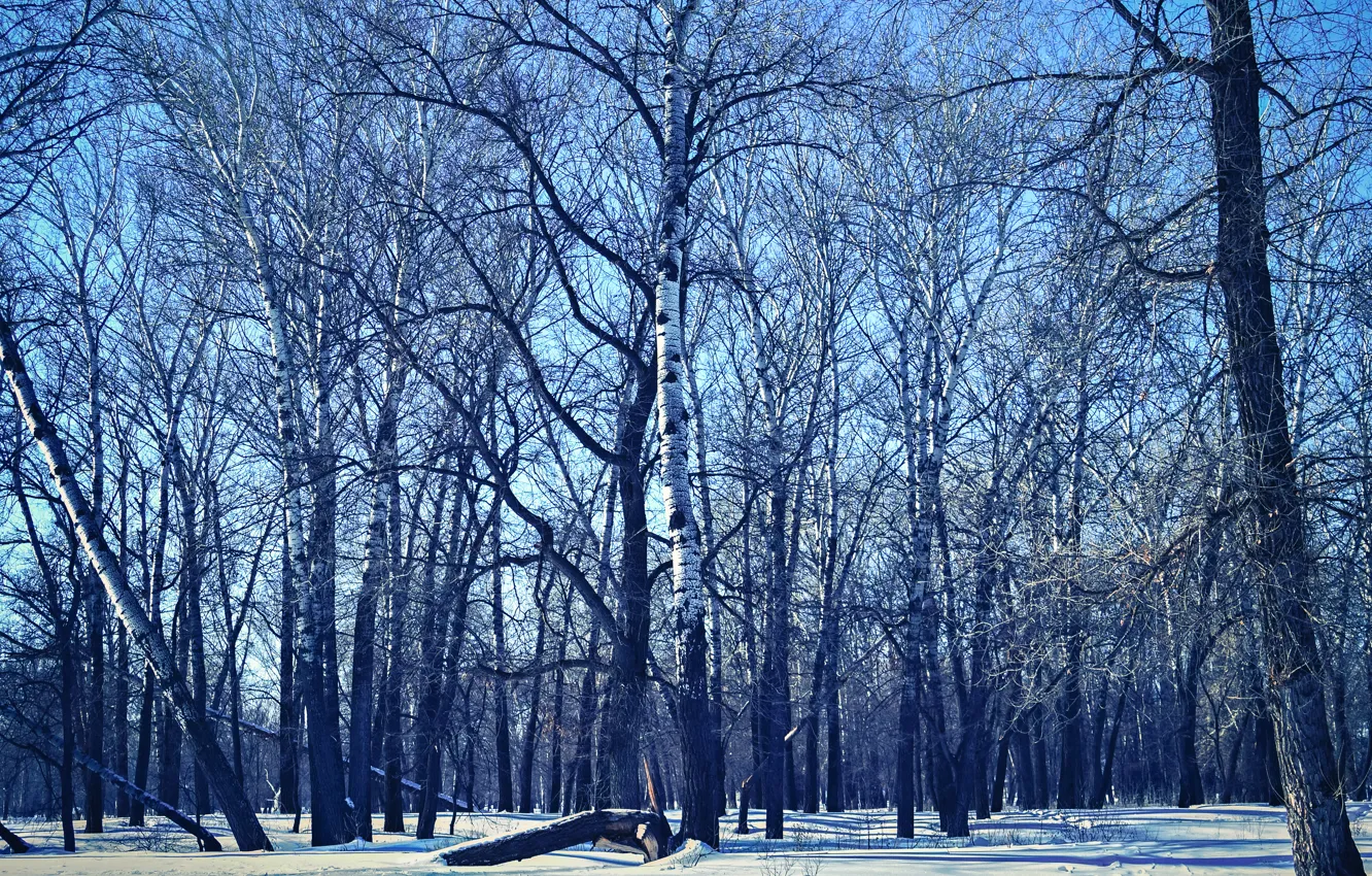 Photo wallpaper forest, the sky, the sun, trees, landscape, nature, tree, spruce
