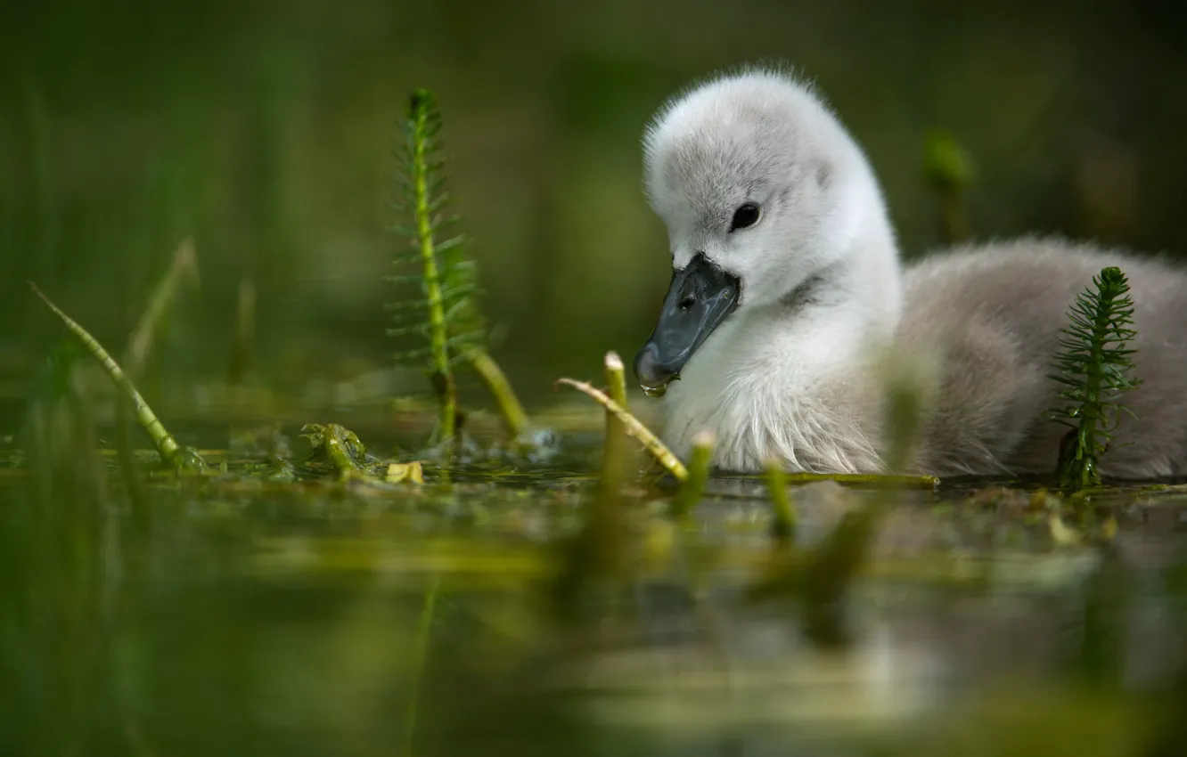 Photo wallpaper bird, baby, Swan, chick, pond, swimming, bokeh, Lebedenko