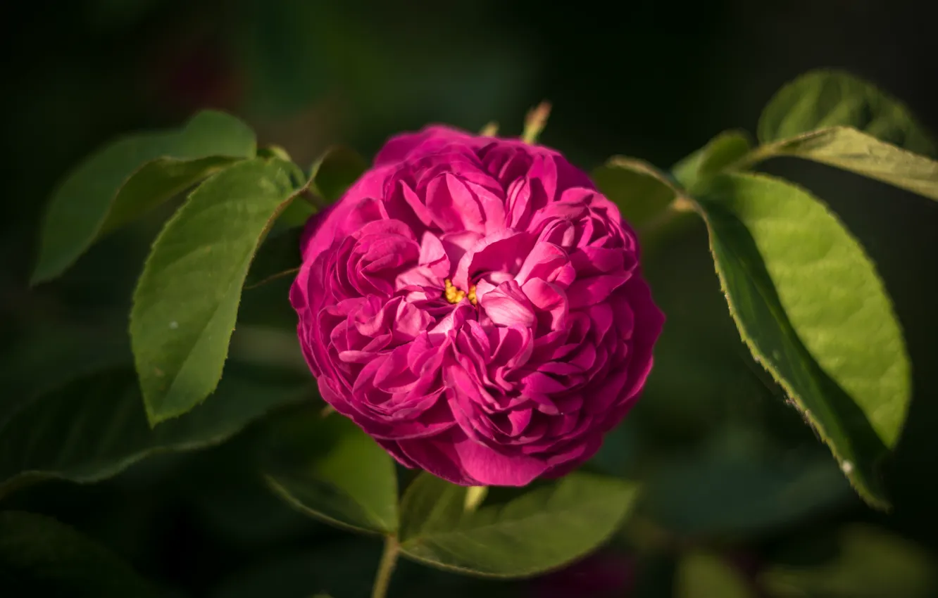 Photo wallpaper leaves, macro, roses, buds