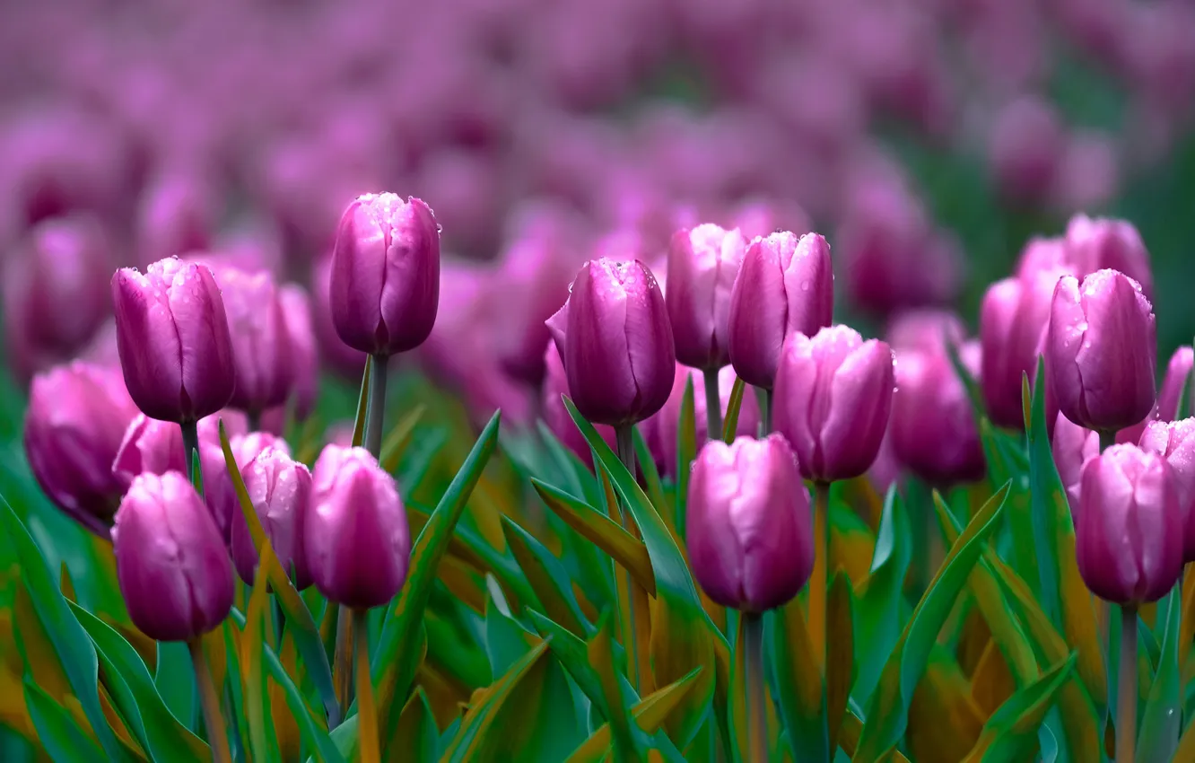 Photo wallpaper flowers, spring, purple, tulips, buds, flowerbed, lilac