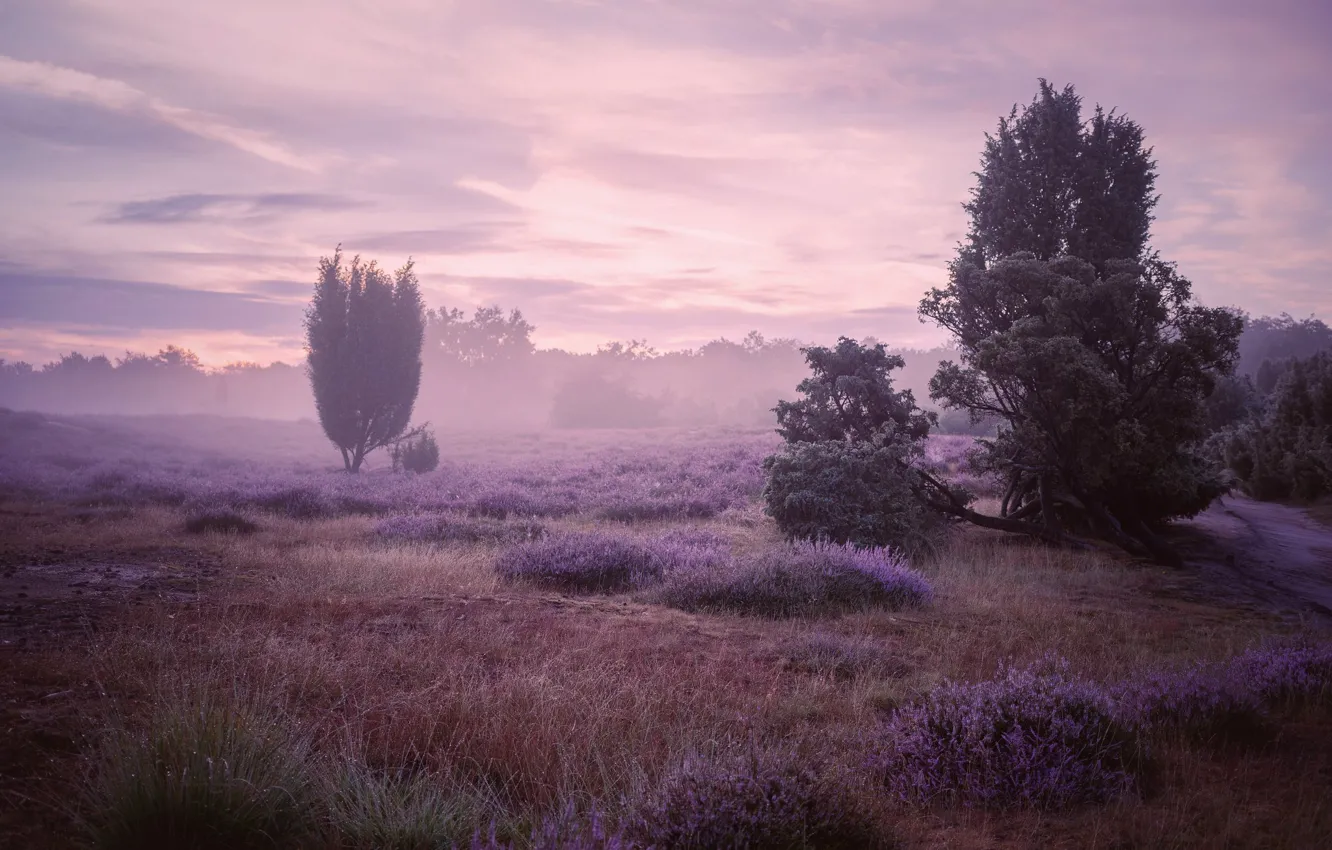 Photo wallpaper trees, flowers, fog, Heather