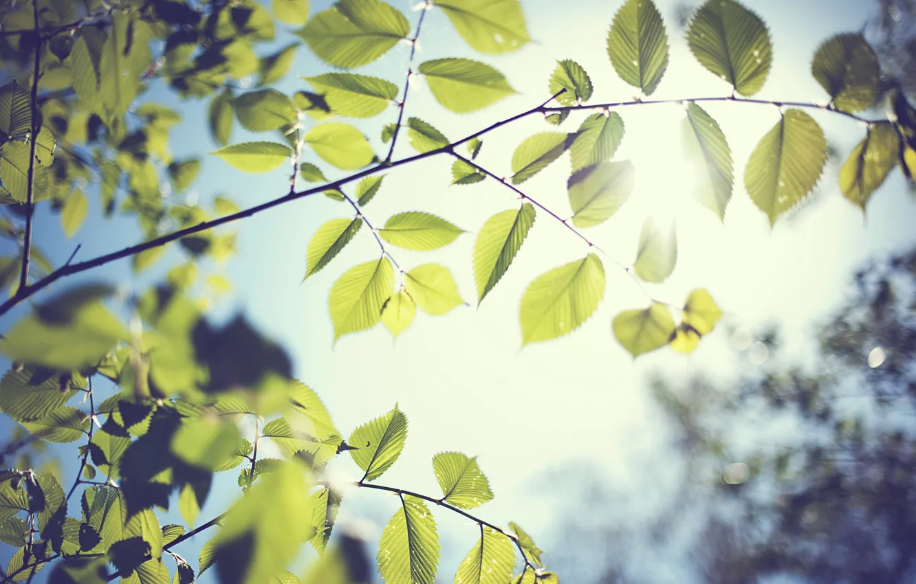 Photo wallpaper branches, foliage, spring