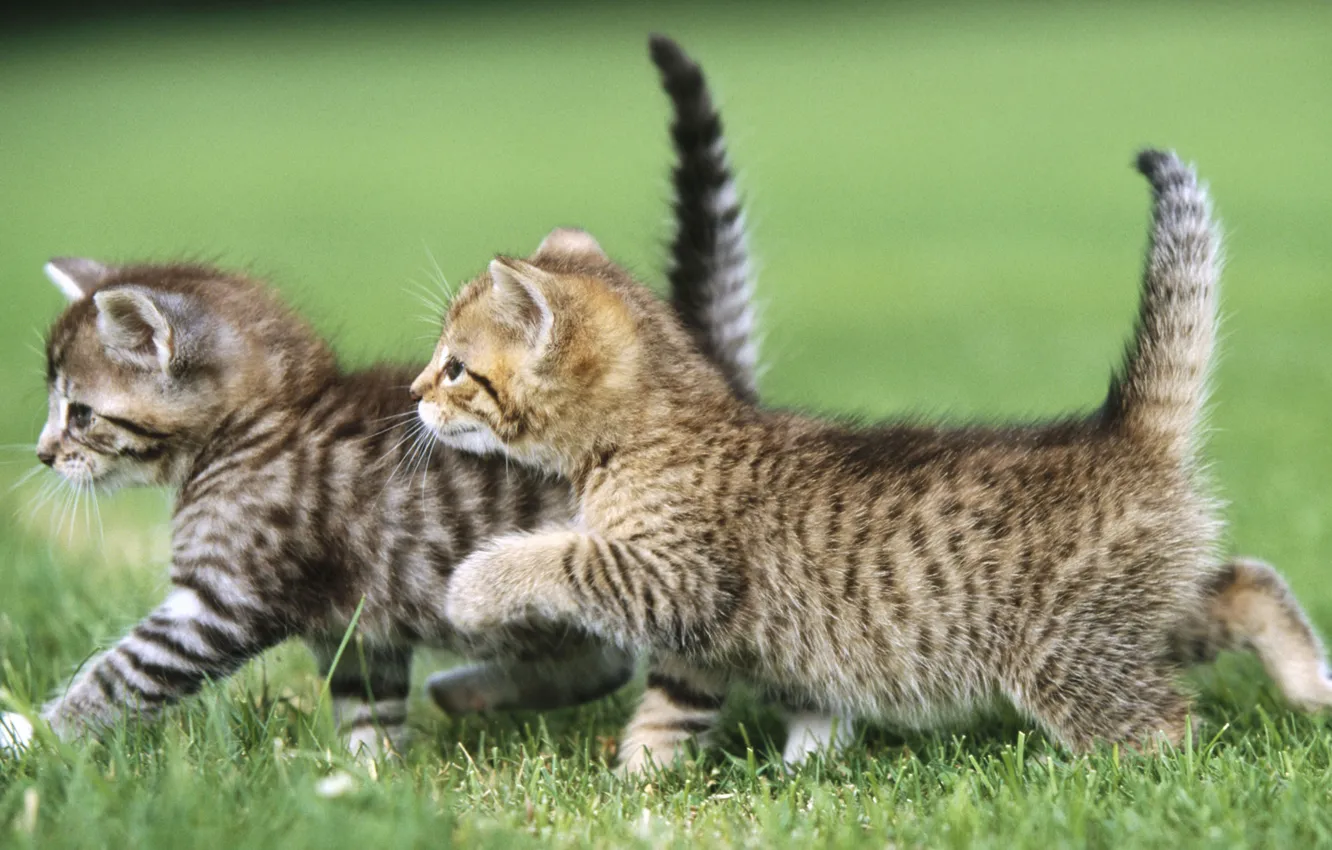 Photo wallpaper grass, cat, animal, cat, two kittens