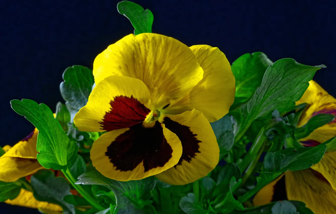 Photo wallpaper yellow, background, Pansy, closeup