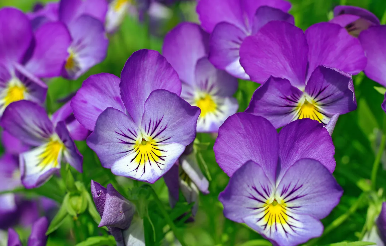 Photo wallpaper summer, macro, flowers, nature, beauty, plants, Pansy, cottage