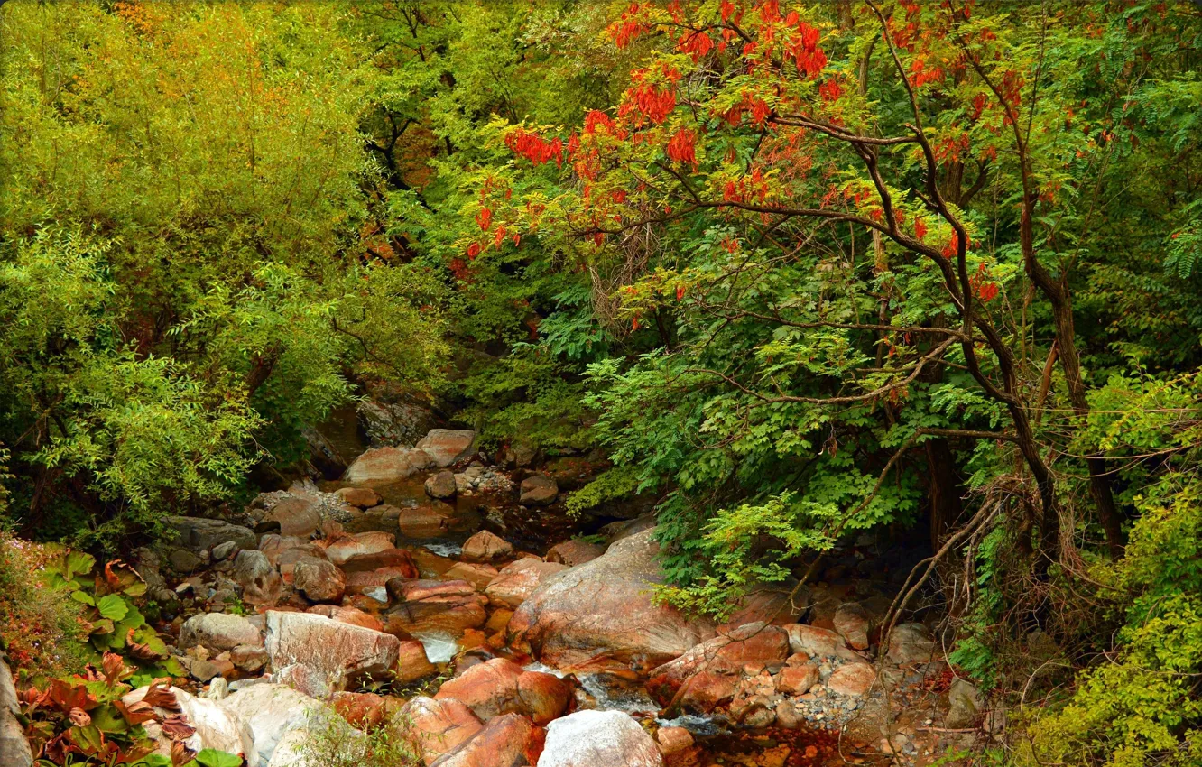 Photo wallpaper Autumn, Forest, Stones, Fall, River, Autumn, Colors, River