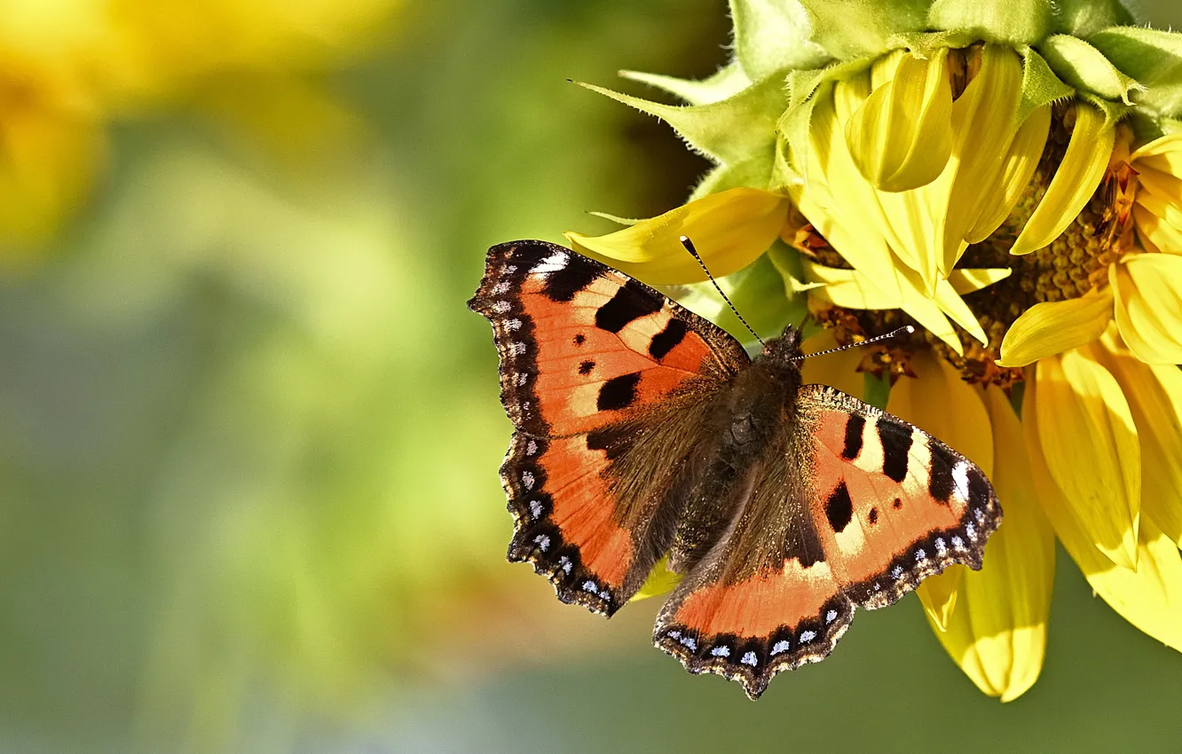 Photo wallpaper sunflowers, flowers, butterfly